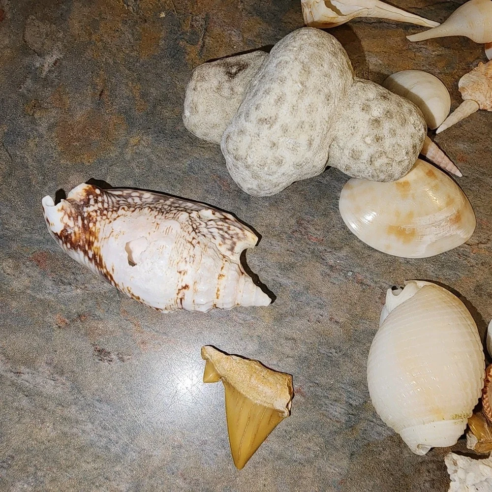 Beautiful Sea Shells Lot- Some Unique & Rare Shark teeth Aquarium Nautical Decor
